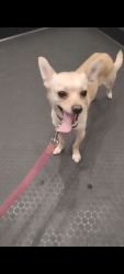 Lost Male Dog last seen Near hour carwash, Los Angeles, CA 90029