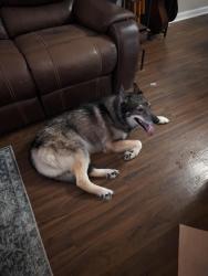 Reunited Female Dog last seen Mission and Fred George, Tallahassee, FL 32303