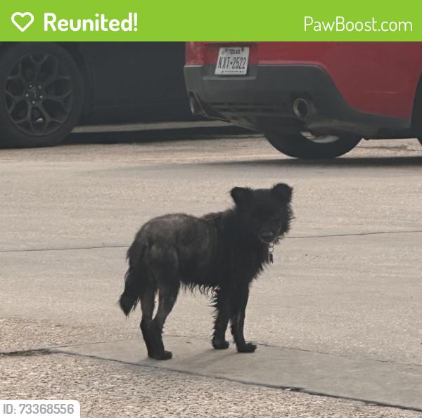 Reunited Male Dog last seen Near west Higgins street, Humble, TX 77347