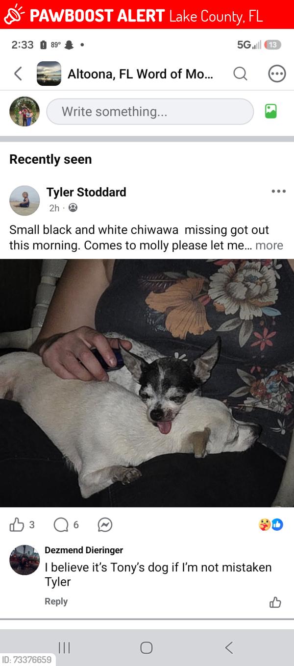 Lost Female Dog last seen Alexander springs, Lake County, FL 32702