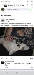 Lost Female Dog last seen Alexander springs, Lake County, FL 32702