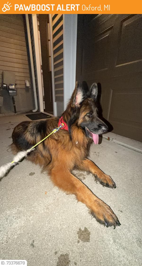 Found/Stray Unknown Dog last seen Dartmouth Stanton, Oxford, MI 48371