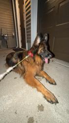 Found/Stray Unknown Dog last seen Dartmouth Stanton, Oxford, MI 48371