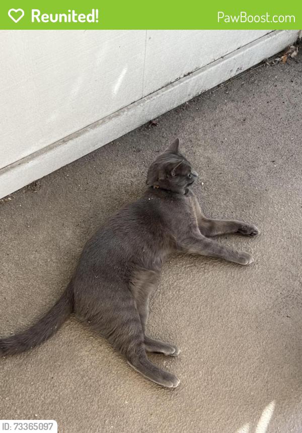 Reunited Male Cat last seen Mullen & Montcalm, San Francisco, CA 94110