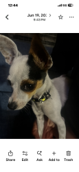 Reunited Female Dog last seen Division St., National City, CA 92113