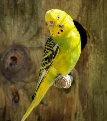 Lost Female Bird last seen Canoe Rd/Dock St, Frisco, TX 75035