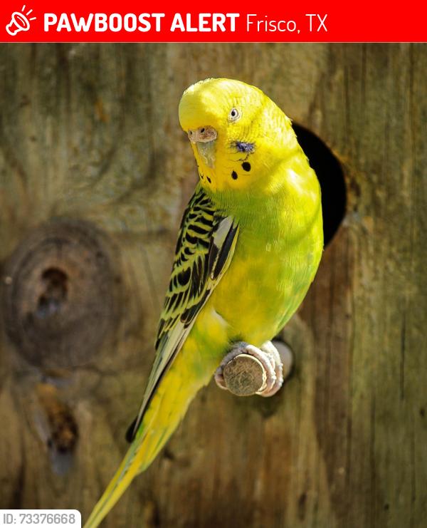 Lost Female Bird last seen Canoe Rd/Dock St, Frisco, TX 75035
