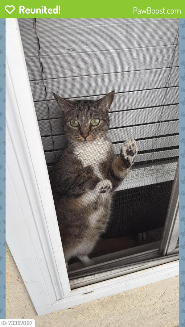 Reunited Female Cat last seen Nearby Wightman st and Central Ave, San Diego, CA 92105
