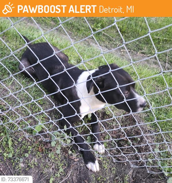 Found/Stray Male Dog last seen E. Outer and Ryan, Detroit, MI 48234