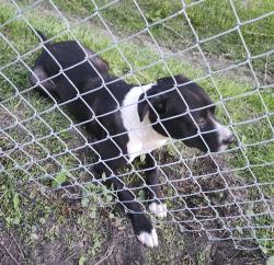 Found/Stray Male Dog last seen E. Outer and Ryan, Detroit, MI 48234