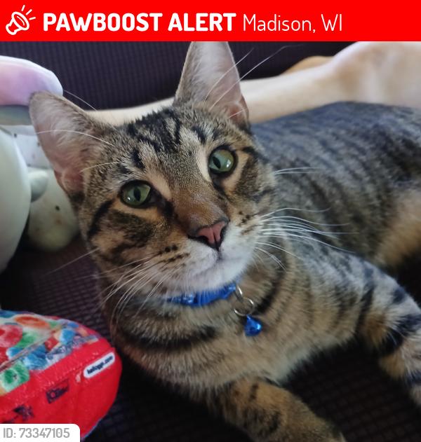 Lost Male Cat last seen Hummingbird Lane, Madison, WI 53714
