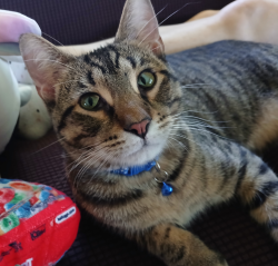 Lost Male Cat last seen Hummingbird Lane, Madison, WI 53714