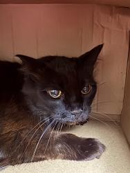 Shelter Stray Male Cat last seen TUOLUMNE DR/SALMON FALLS DR, 95826, 3839 Bradshaw Rd, Sacramento, CA 95827, USA