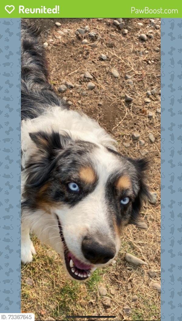 Reunited Male Dog last seen Live Oak and Jack Tone road, San Joaquin County, CA 95240