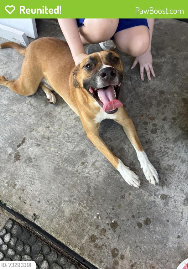 Reunited Male Dog last seen Burning Tree and stroud, Houston, TX 77036