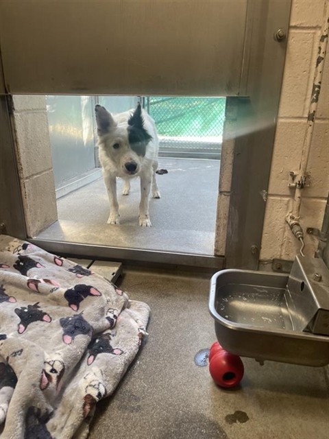 Shelter Stray Male Dog last seen S LAND PARK DR & GREENHAVEN DR, 2127 Front St, Sacramento, CA 95818, USA