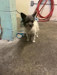 Shelter Stray Male Dog last seen WILKINSON ST & 35TH AVE, 2127 Front St, Sacramento, CA 95818, USA