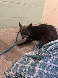 Shelter Stray Male Dog last seen WILKINSON ST & 35TH AVE, 2127 Front St, Sacramento, CA 95818, USA