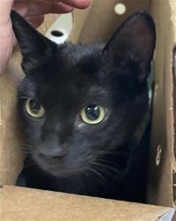 Shelter Stray Female Cat last seen FRONT ST & U ST, 2127 Front St, Sacramento, CA 95818, USA