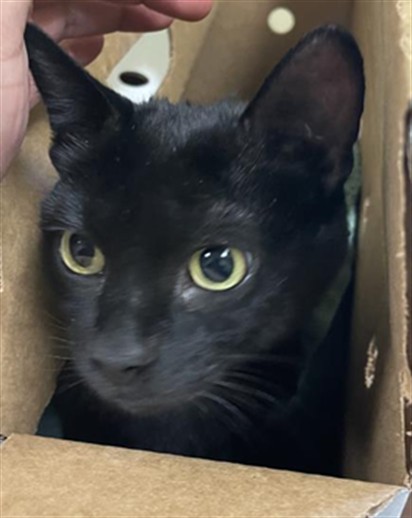 Shelter Stray Female Cat last seen FRONT ST & U ST, 2127 Front St, Sacramento, CA 95818, USA