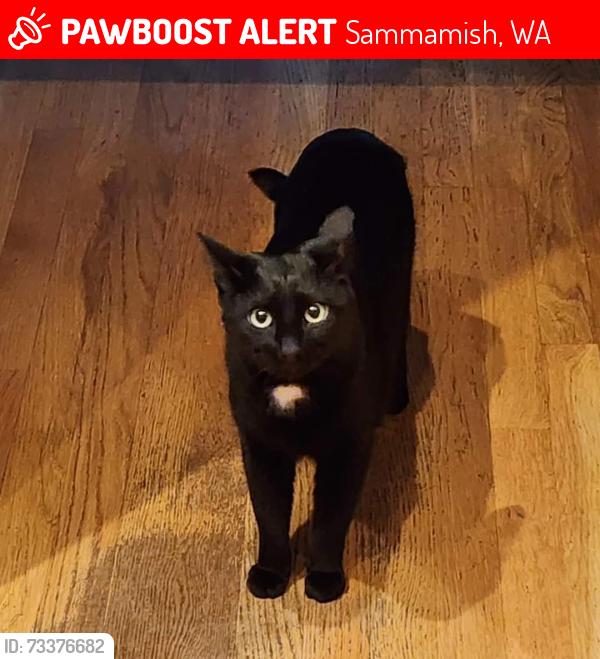 Lost Female Cat last seen 212th st, Sammamish, Sammamish, WA 98075