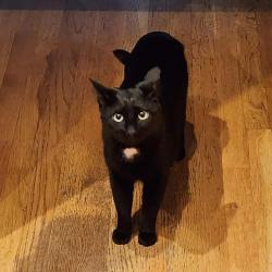 Lost Female Cat last seen SE 212th st, Sammamish, Sammamish, WA 98075