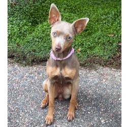 Reunited Female Dog last seen Bollinger Canyon Rd., San Ramon, CA 94583