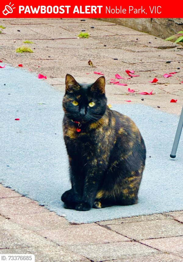 Lost Female Cat last seen Noble Street/ park st, Noble Park, VIC 3174