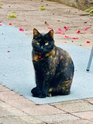 Lost Female Cat last seen Noble Street/ park st, Noble Park, VIC 3174