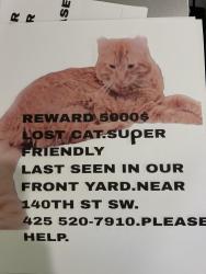 Lost Male Cat last seen Lake serene boat launch, Lynnwood, WA 98087