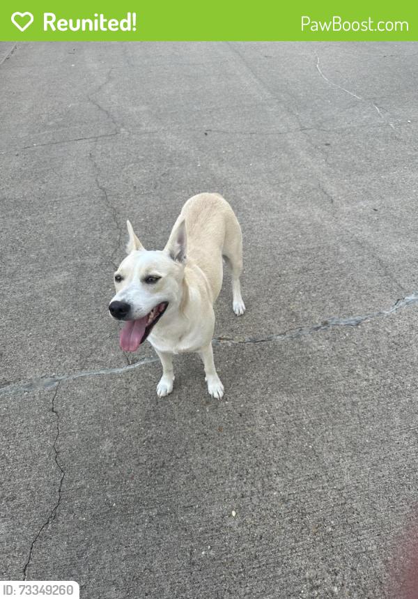 Reunited Female Dog last seen Near & 77, Waxahachie, TX 75165
