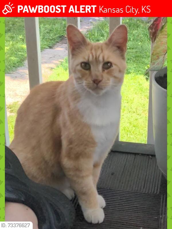 Lost Female Cat last seen Elizabeth Ave and 22nd Street, KCK, Kansas City, KS 66102