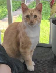 Lost Female Cat last seen Elizabeth Ave and 22nd Street, KCK, Kansas City, KS 66102
