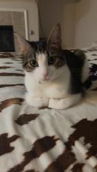Reunited Male Cat last seen Camp wisdom, Grand Prairie, TX 75052