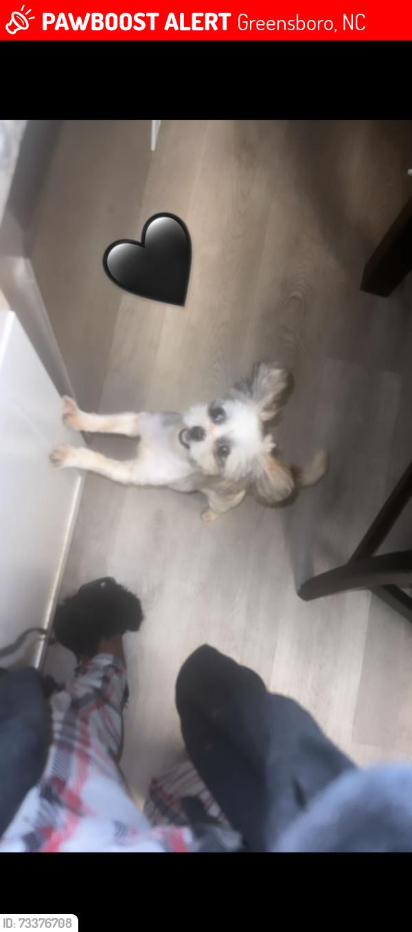 Lost Male Dog last seen Phillip ave, Greensboro, NC 27405