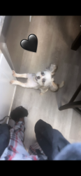 Lost Male Dog last seen Phillip ave, Greensboro, NC 27405