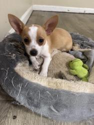 Lost Female Dog last seen Near greeenmar way ga, Riverdale, GA 30274