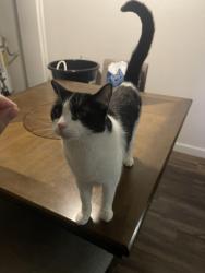 Lost Male Cat last seen Community near country club, Menifee, CA 92584