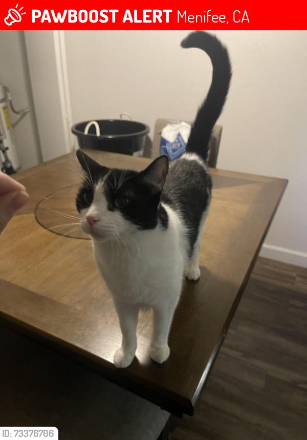 Lost Male Cat last seen Community near country club, Menifee, CA 92584