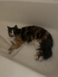 Found/Stray Female Cat last seen Pleasant Ave and 27th street, Minneapolis, MN 55408