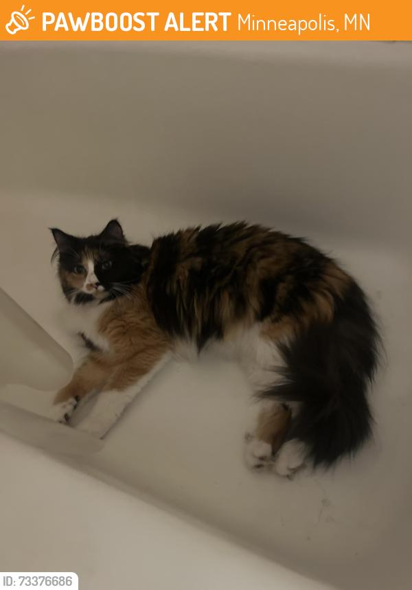 Found/Stray Female Cat last seen Pleasant Ave and 27th street, Minneapolis, MN 55408