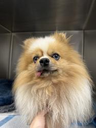 Shelter Stray Male Dog last seen , 11361 W Pico Blvd, Los Angeles, CA 90064, USA