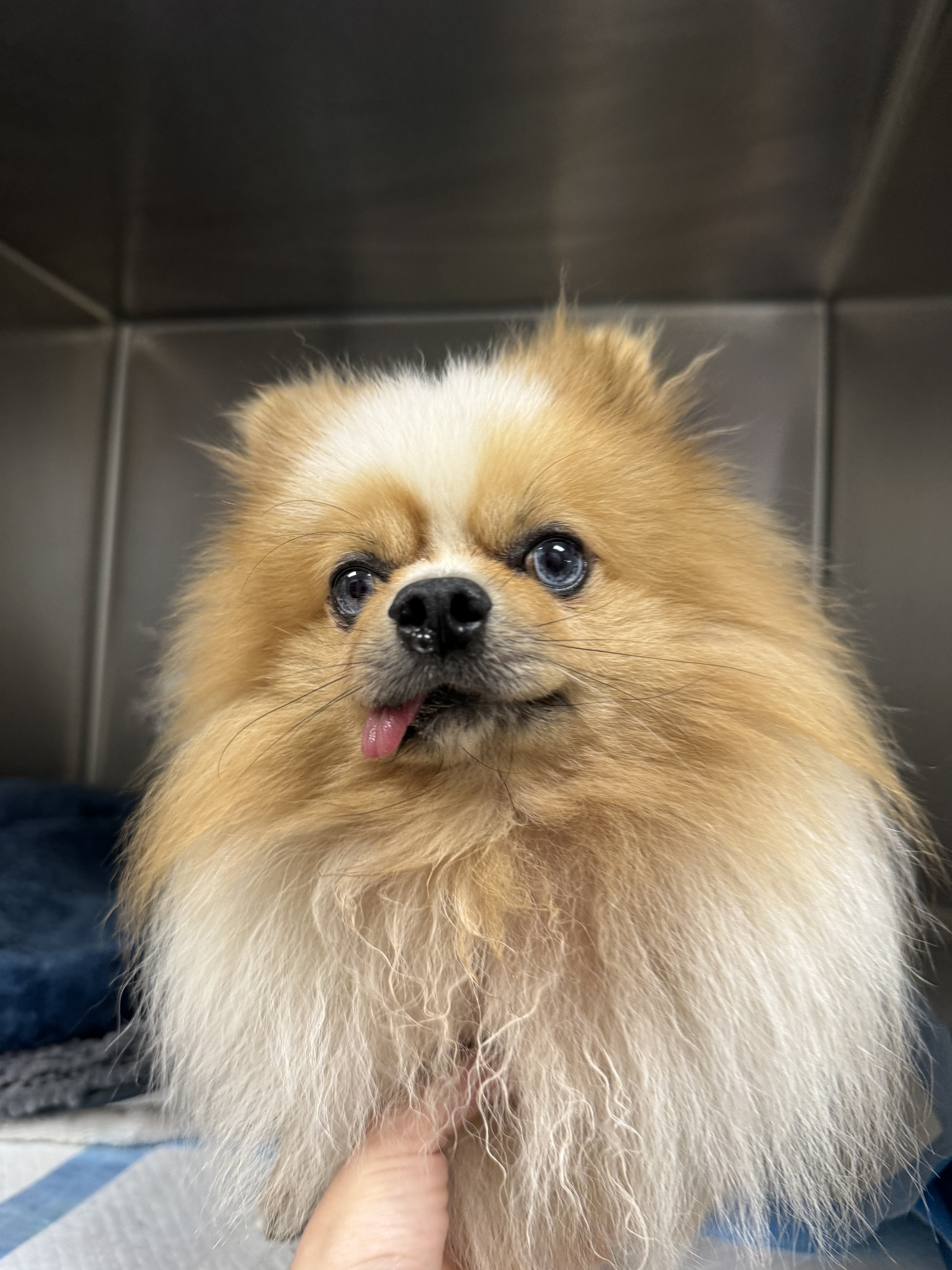 Shelter Stray Male Dog last seen , 11361 W Pico Blvd, Los Angeles, CA 90064, USA