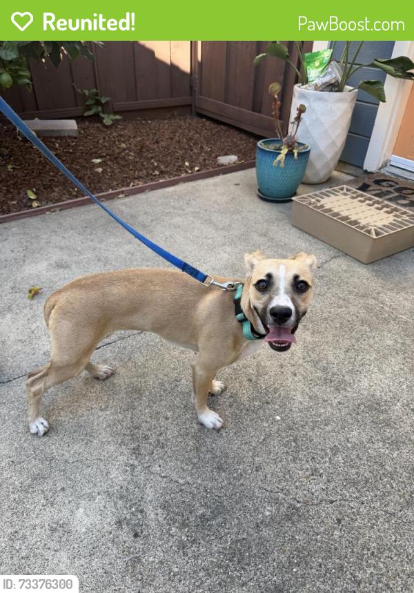 Reunited Unknown Dog last seen Carlisle and Sunnybrae, San Mateo, CA 94402