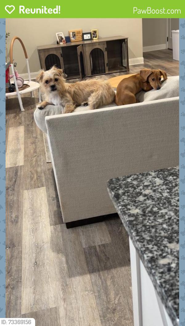 Reunited Female Dog last seen Iverness and jennings, Abilene, TX 79606