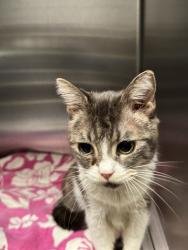Shelter Stray Female Cat last seen , 11361 W Pico Blvd, Los Angeles, CA 90064, USA