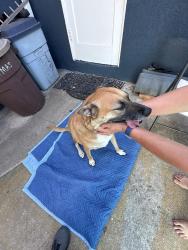 Reunited Female Dog last seen Trojan, San Diego, CA 92115