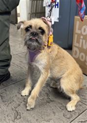 Shelter Stray Female Dog last seen , 11361 W Pico Blvd, Los Angeles, CA 90064, USA