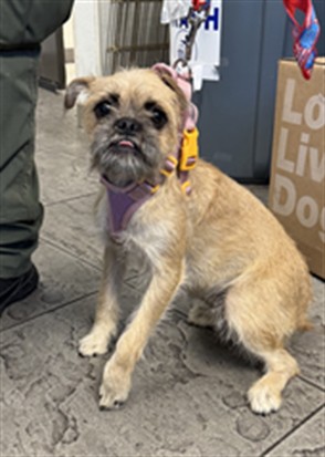Shelter Stray Female Dog last seen , 11361 W Pico Blvd, Los Angeles, CA 90064, USA