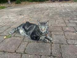 Lost Female Cat last seen Firethorne neighborhood right across from Glenda Trace in front of the Zaxbys, Thomas Crossroads, GA 30265
